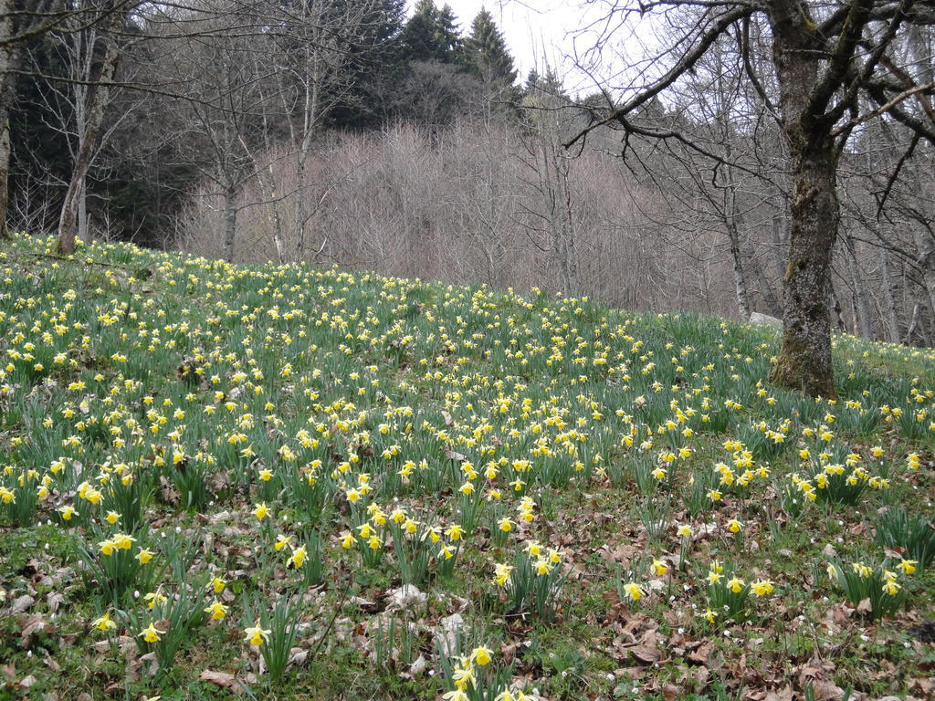 Gite Plein Sud Metzeral Kültér fotó