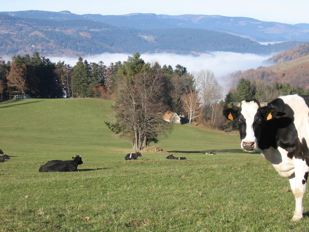 Gite Plein Sud Metzeral Kültér fotó